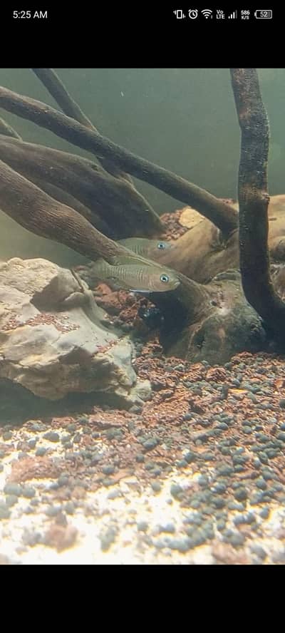 Nano fishes