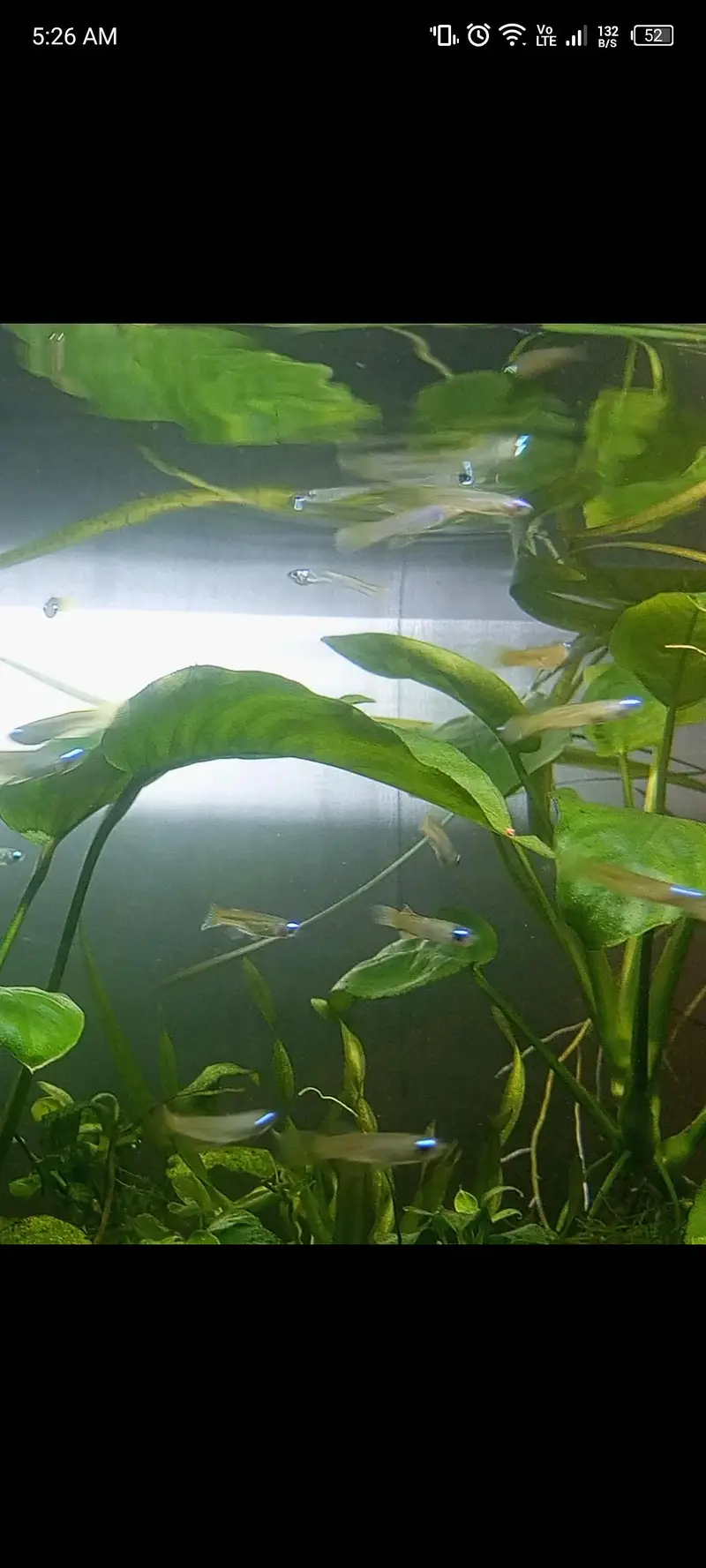 Nano fishes — photo 2