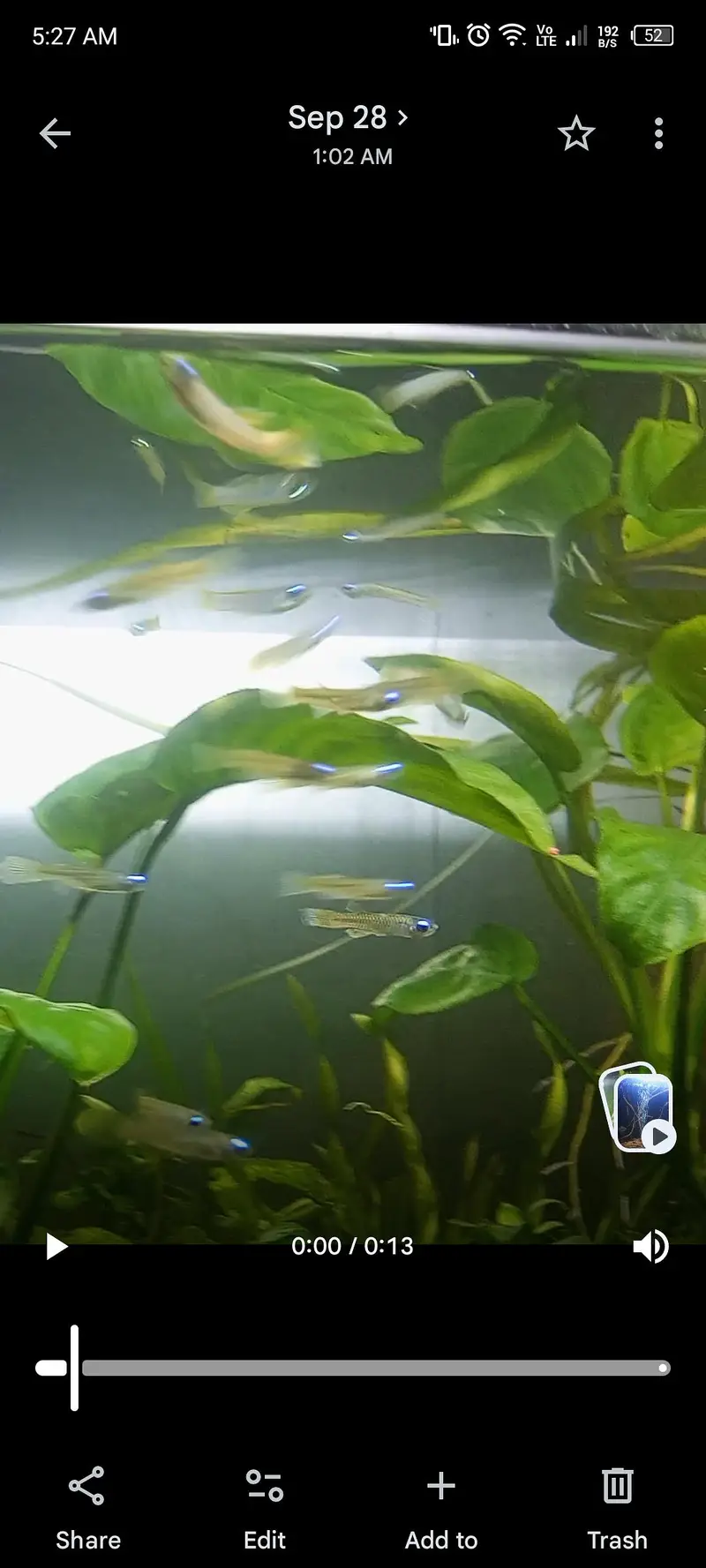 Nano fishes — photo 3