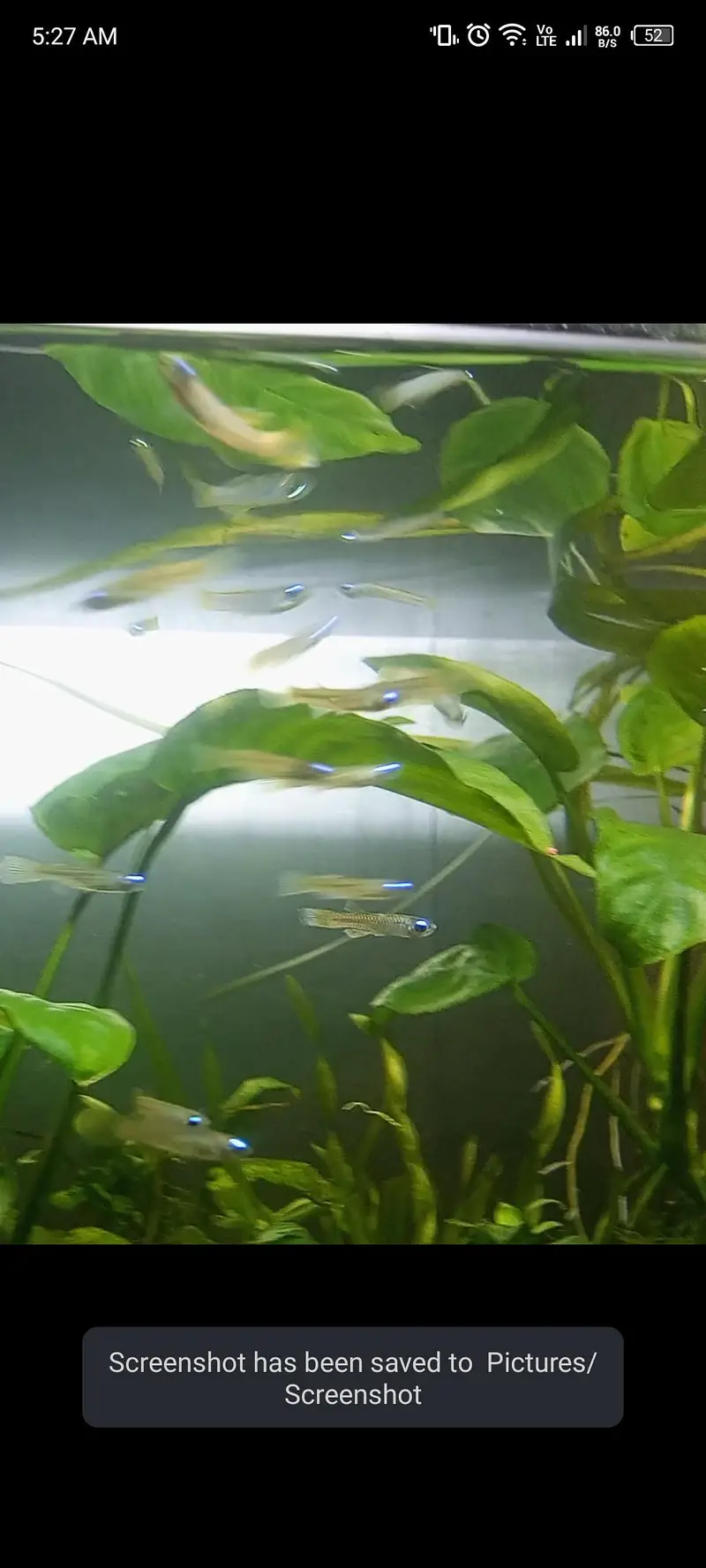 Nano fishes — photo 4