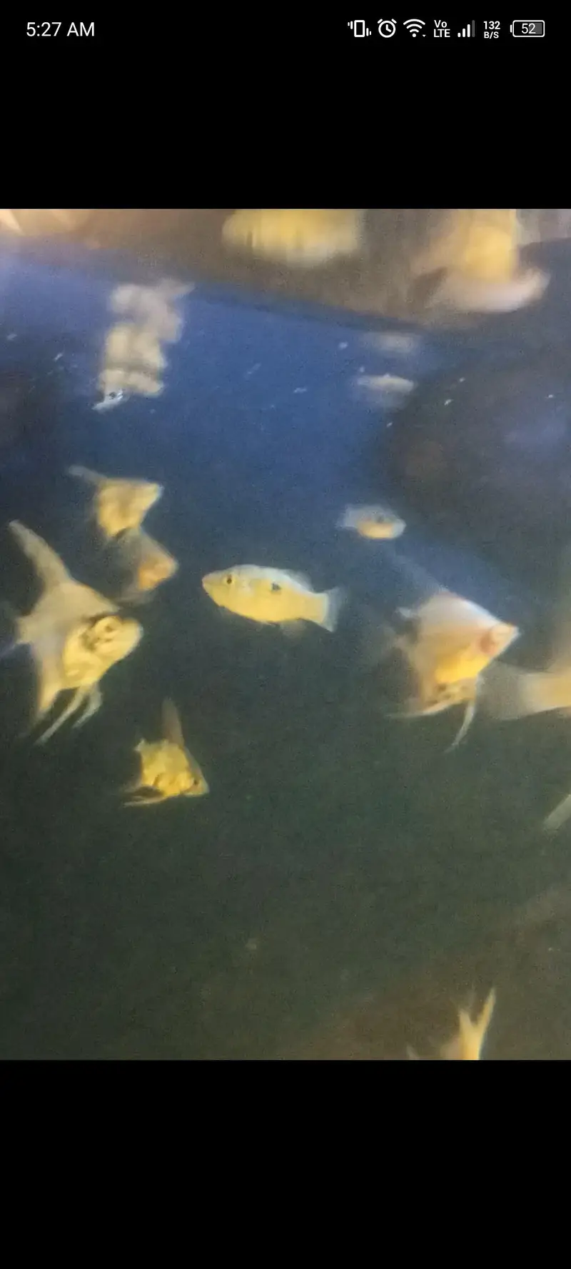 Nano fishes — photo 5
