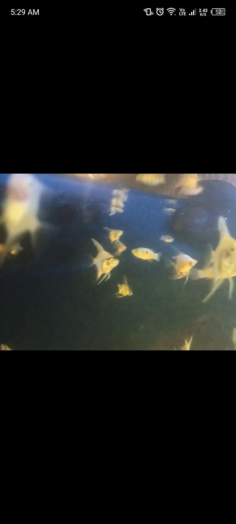 Nano fishes — photo 6