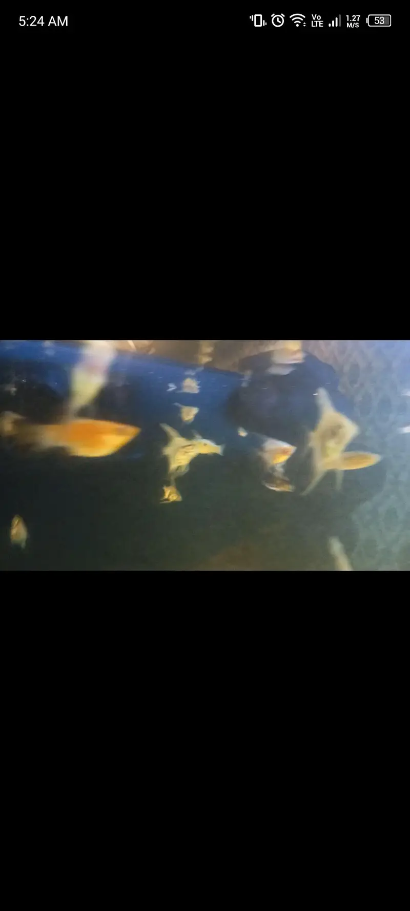 Nano fishes — photo 7