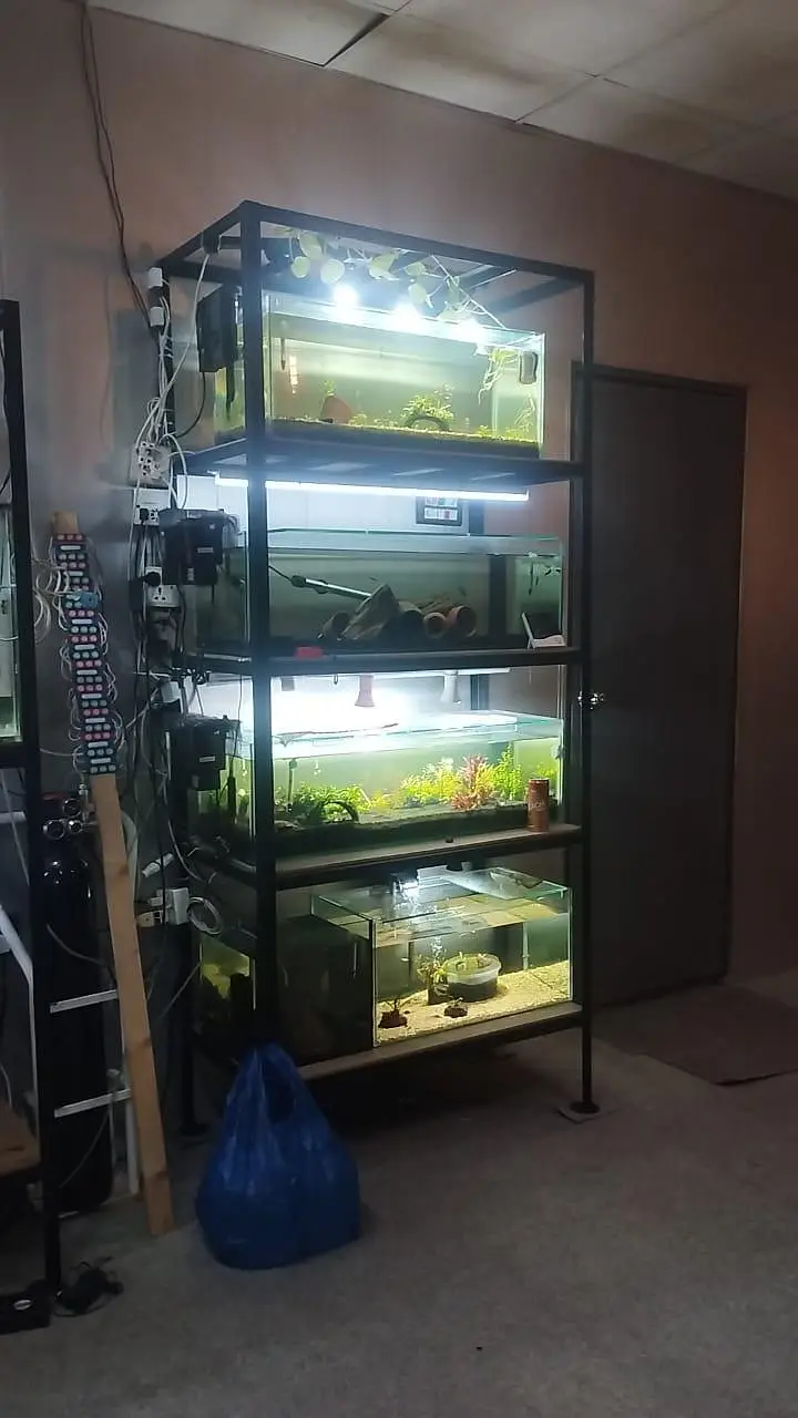 Nano fishes — photo 9