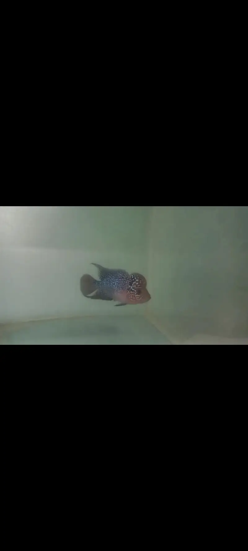 Nano fishes — photo 10