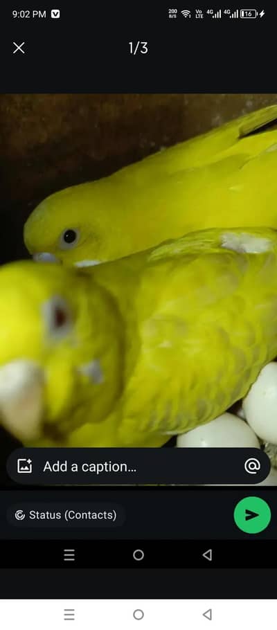Australia Bird