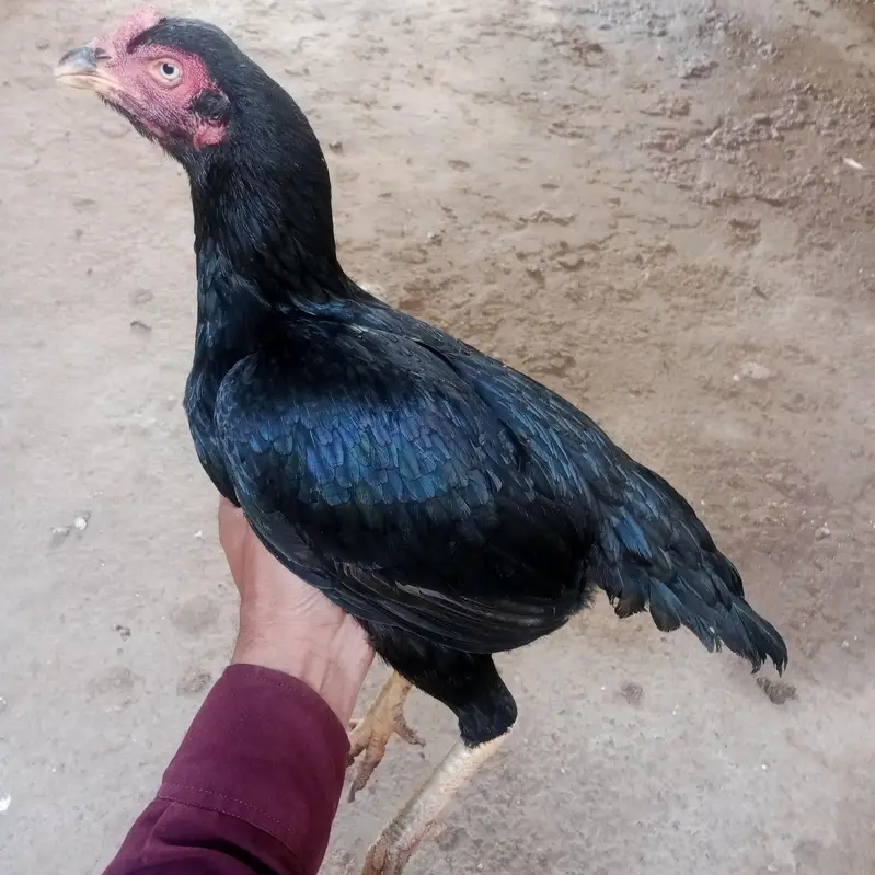 Boska Murgha & Mushki Murghian — photo 9