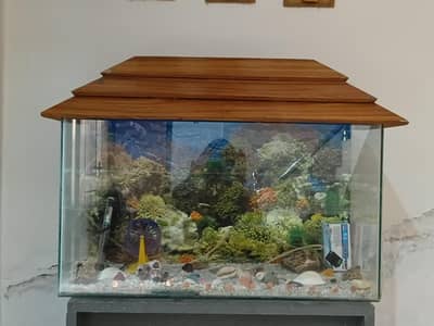 Fish Aqurium