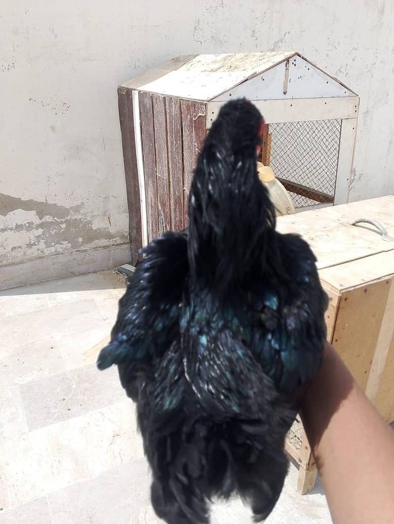 bantum breeder pair 2