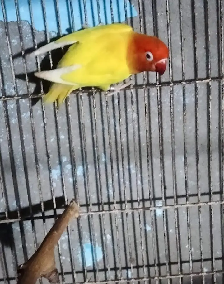 BIRDS CAGE with Latino red i female — photo 6