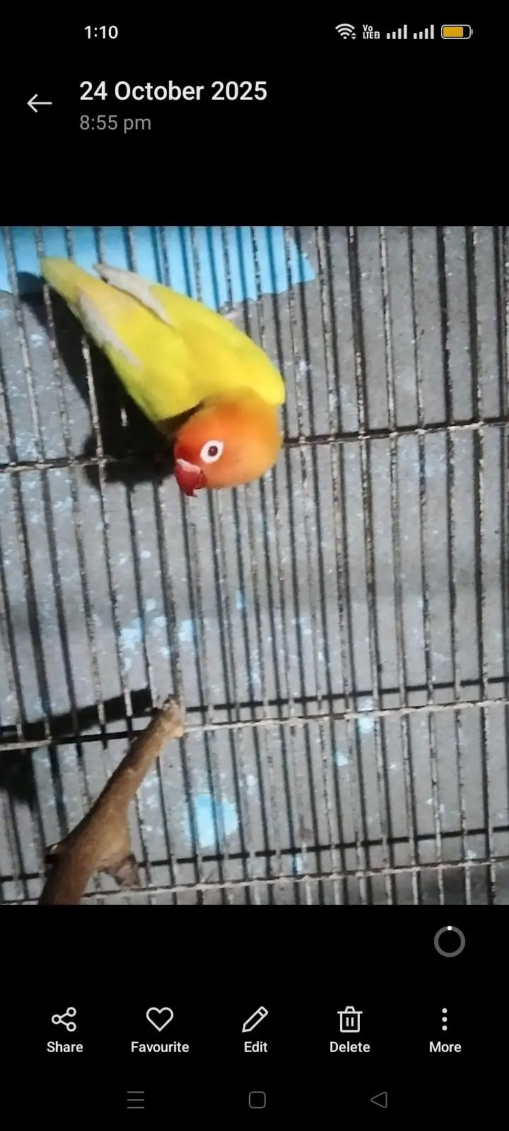 BIRDS CAGE with Latino red i female — photo 7