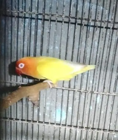 BIRDS CAGE with Latino red i female — photo 8