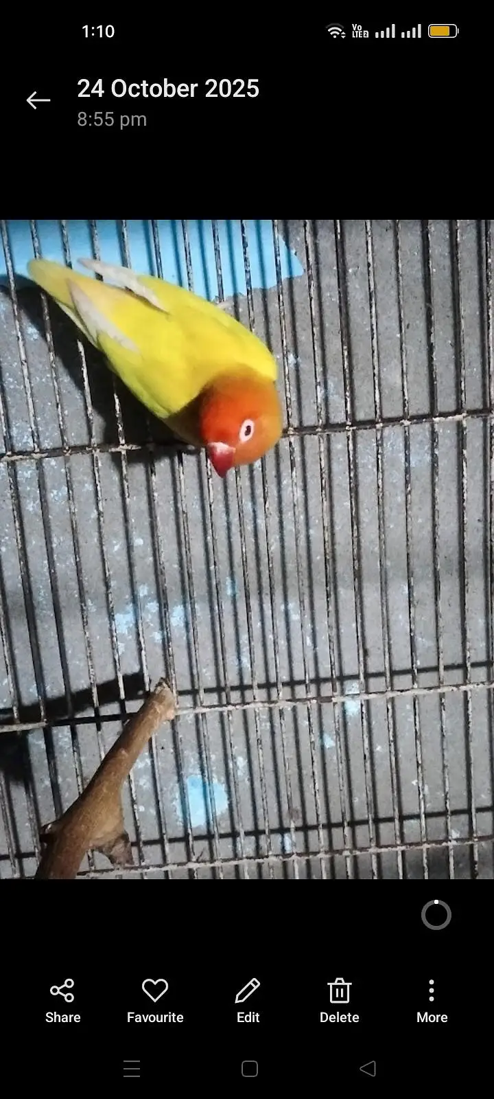 BIRDS CAGE with Latino red i female — photo 9