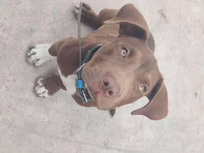 pitbull female dog