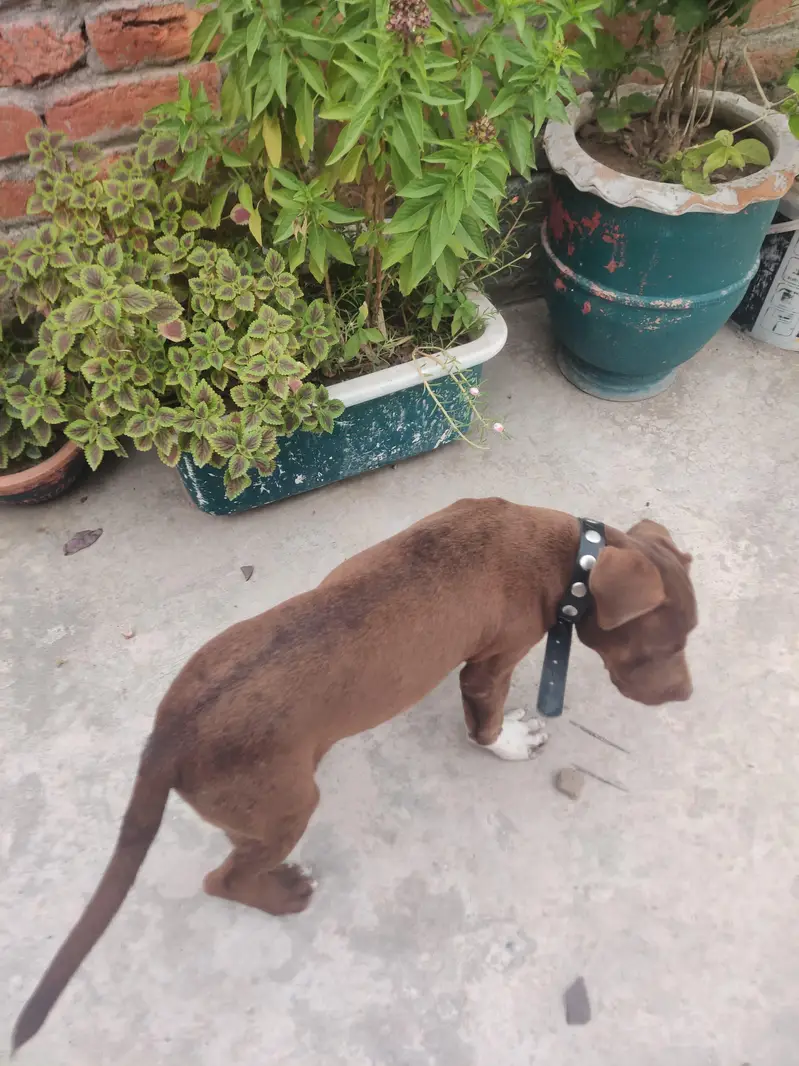 pitbull female dog — photo 2