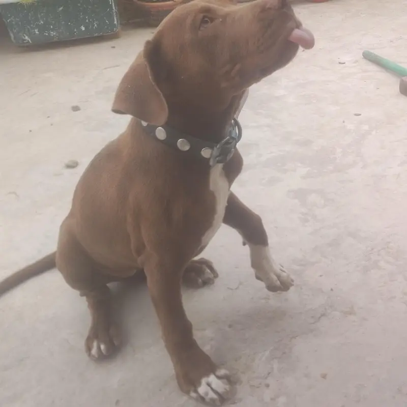 pitbull female dog — photo 3