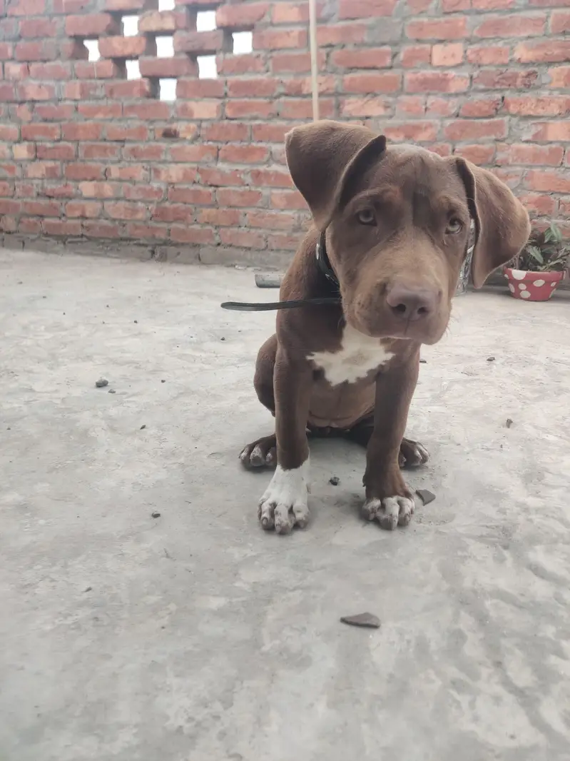 pitbull female dog — photo 4