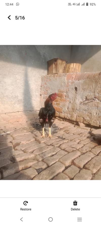 urgent sale aseel amroha breeder