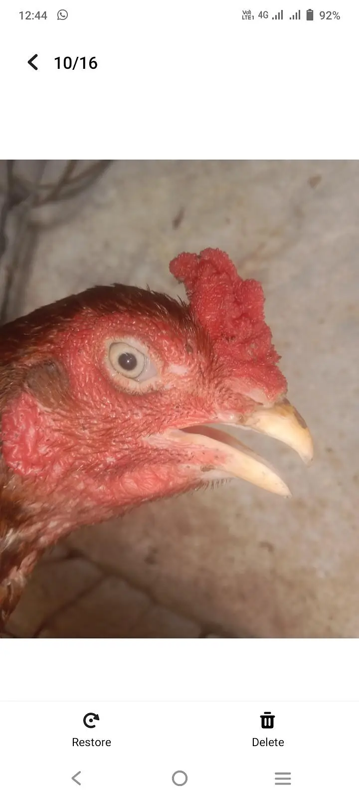 urgent sale aseel amroha breeder — photo 2