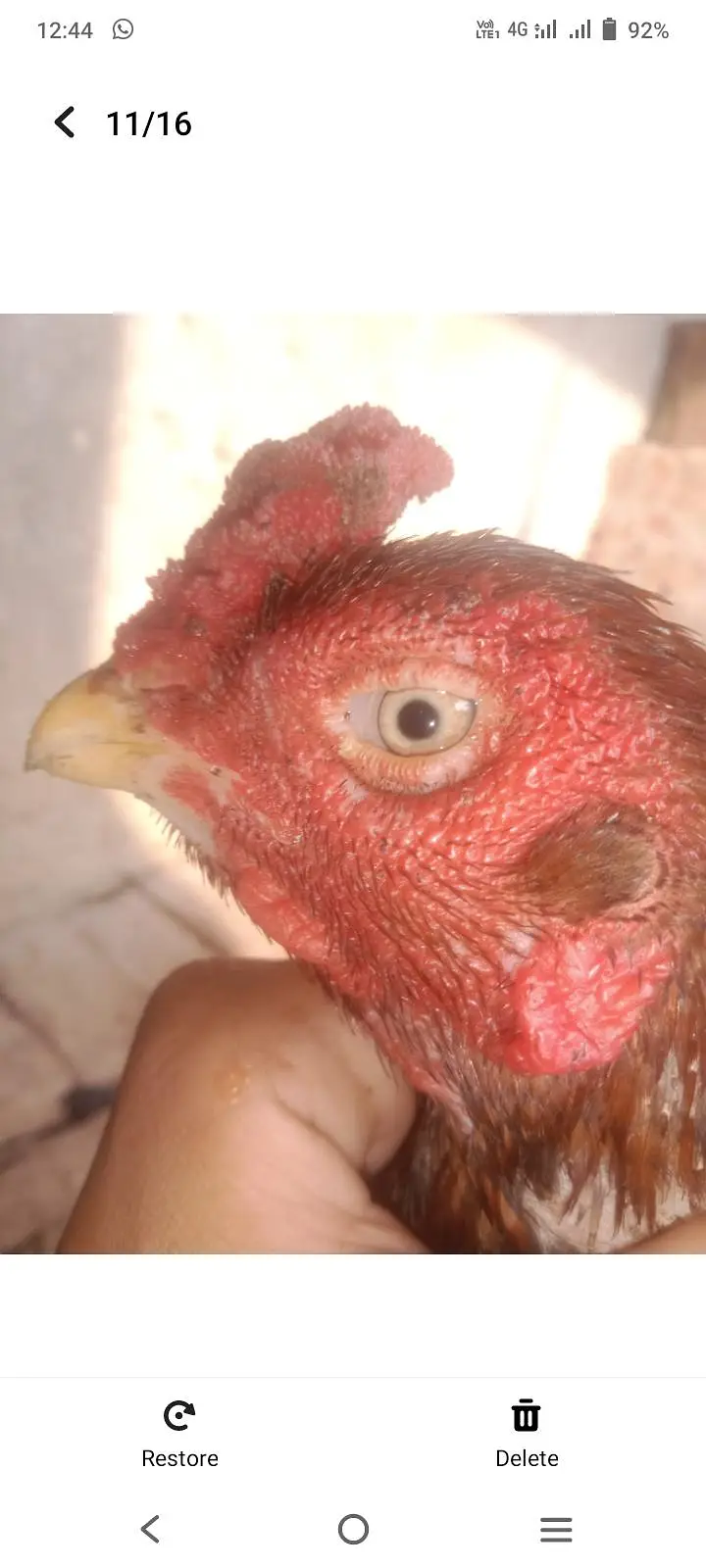 urgent sale aseel amroha breeder — photo 3
