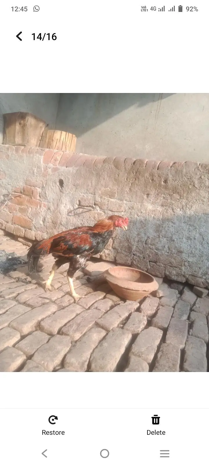 urgent sale aseel amroha breeder — photo 4