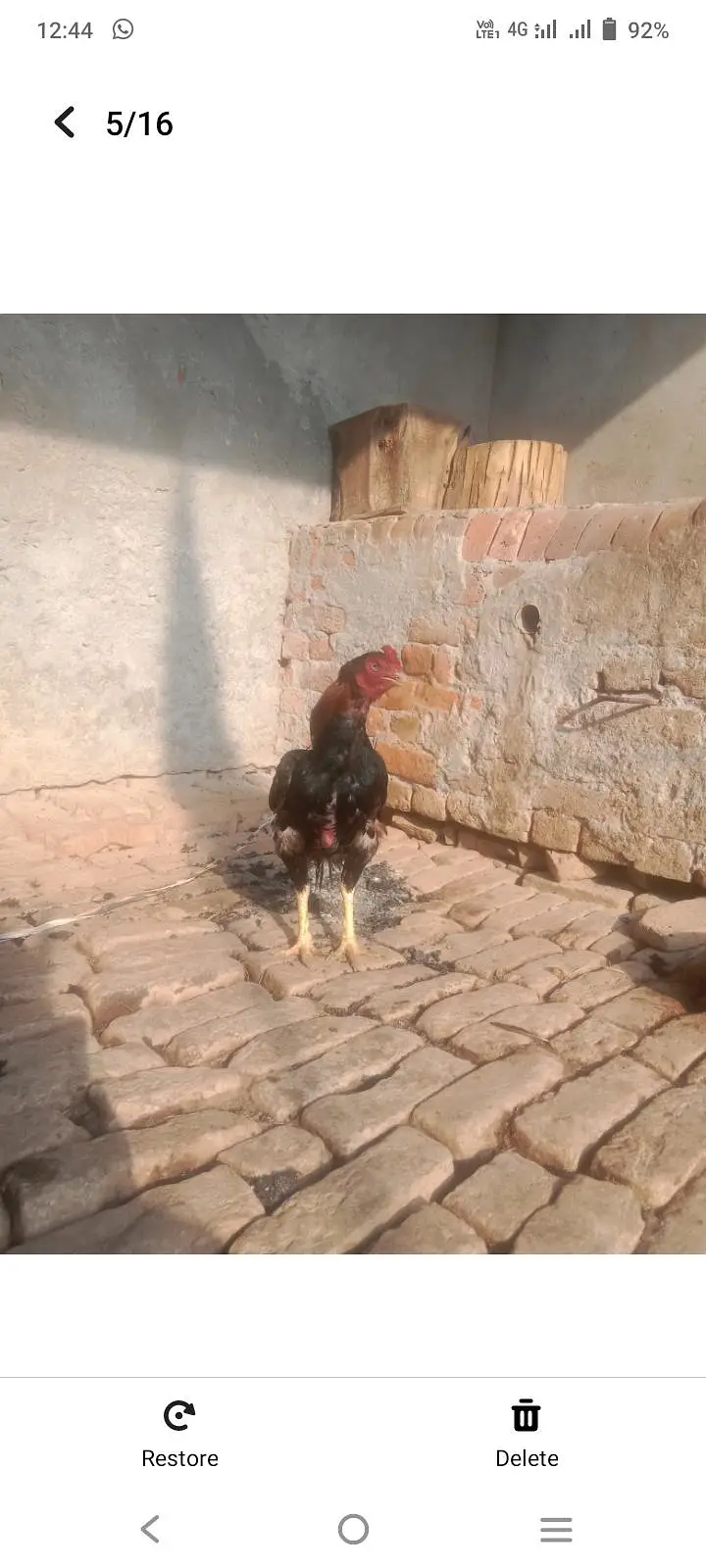 urgent sale aseel amroha breeder — photo 5