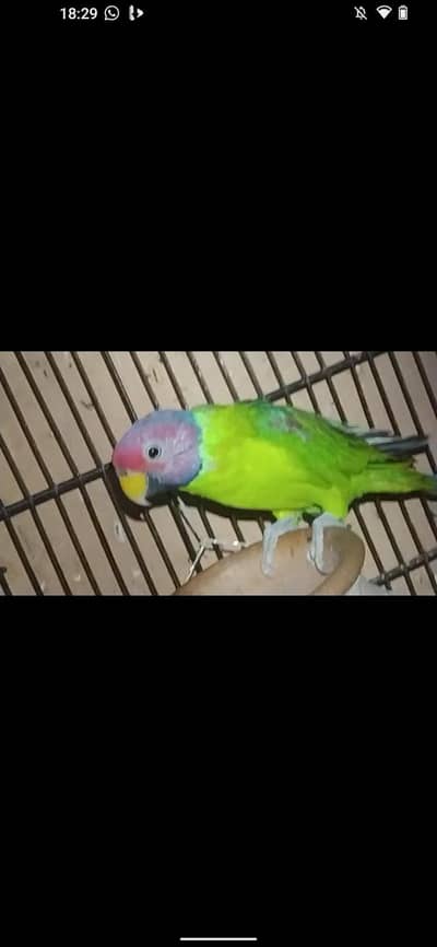 plum had mall and Ringack pair