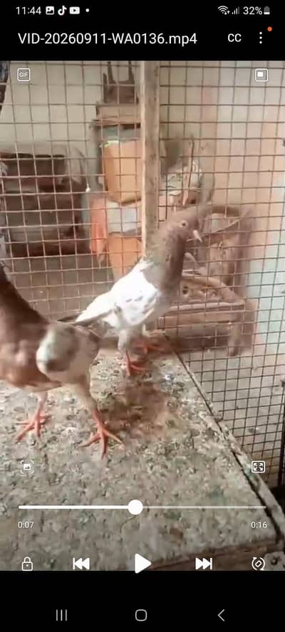 03193750752 saraf is number per contact kara
