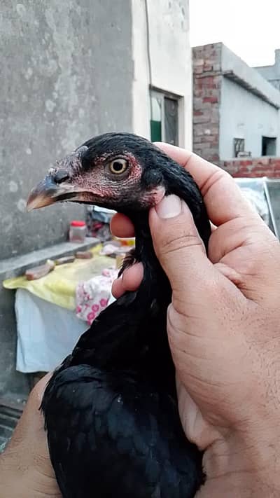 03025078746 is pr whatsapp number ha