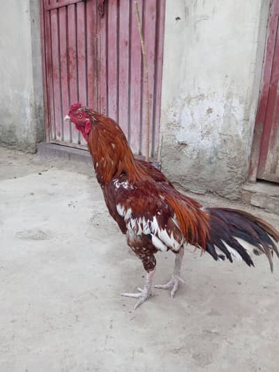 Dasi Aseer mianwali sawa chitta