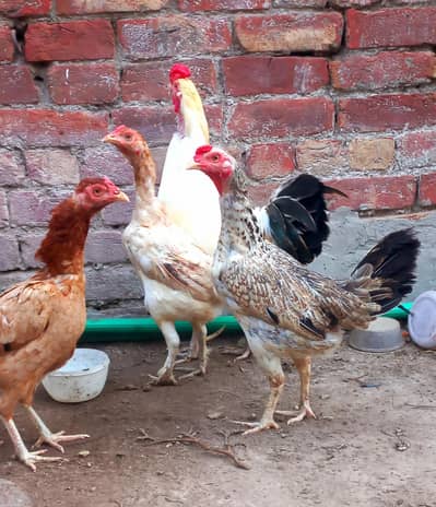 egg lying hens for sell