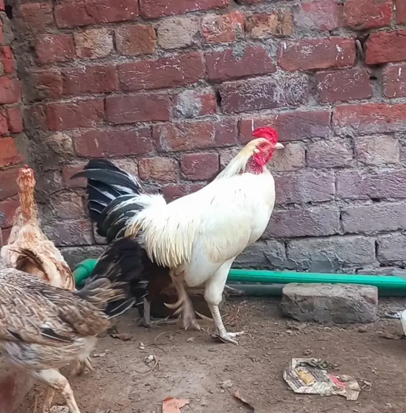 Aseel  cross egg lying hens for sell — photo 2
