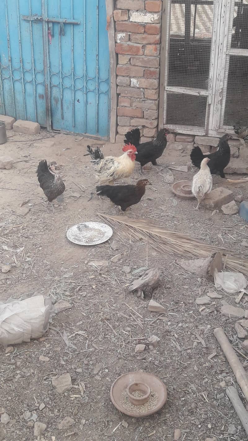 starter hens 1