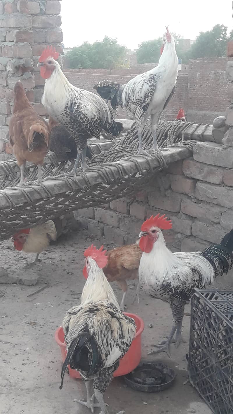 starter hens 2