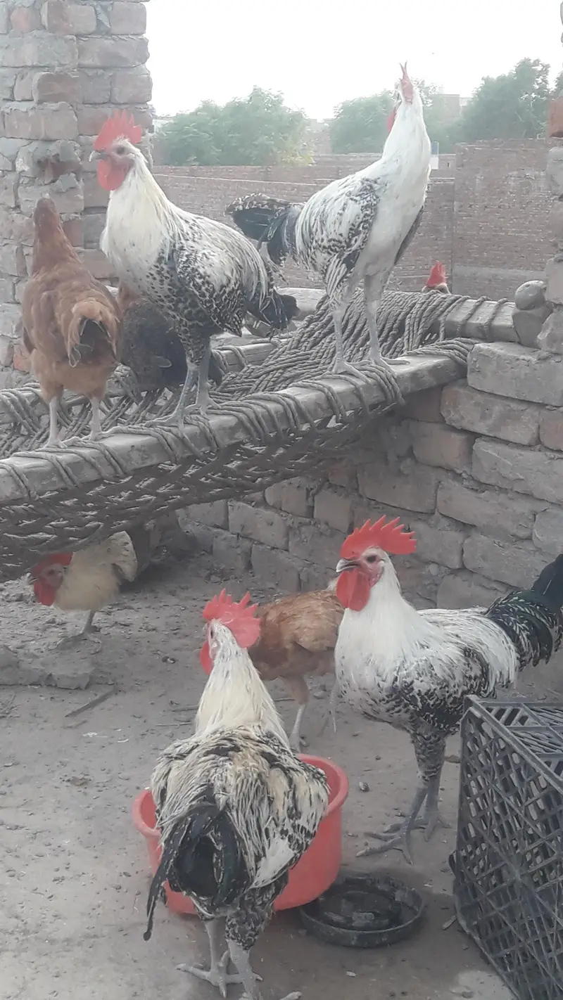 starter hens — photo 3