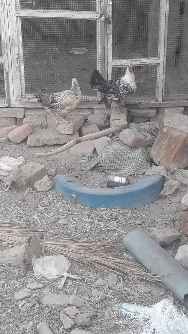 starter hens 3