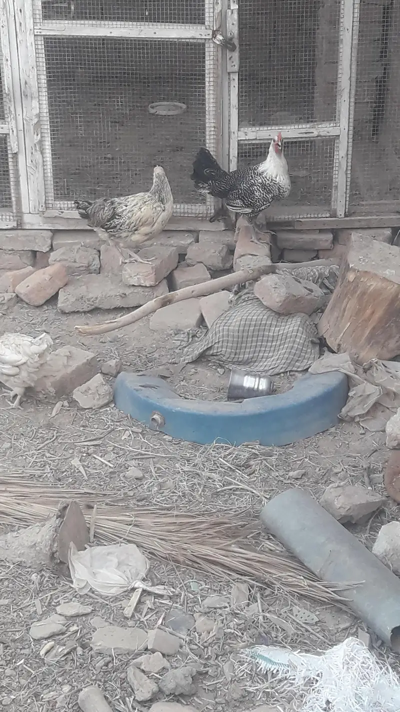 starter hens — photo 4