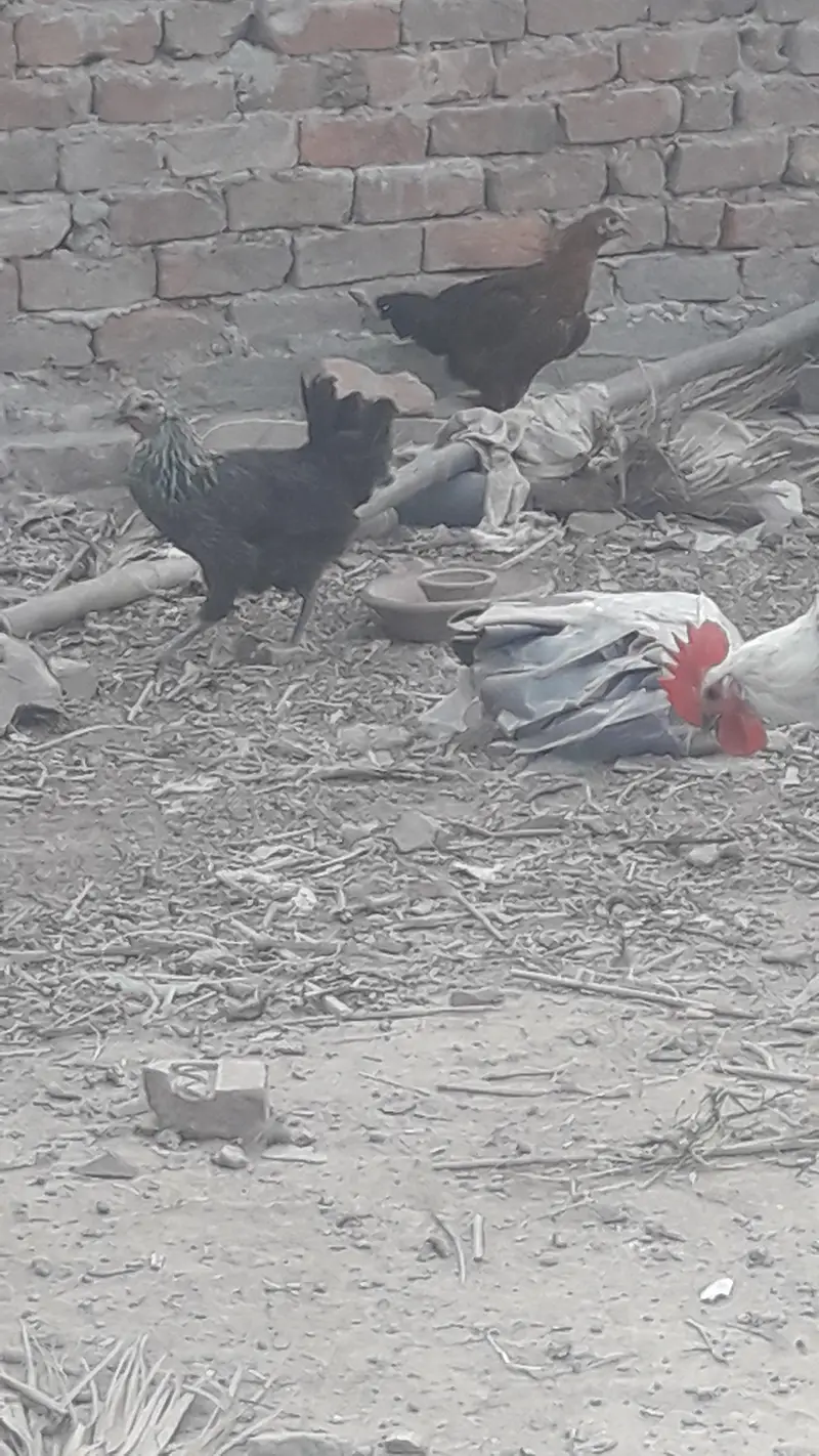 starter hens — photo 5