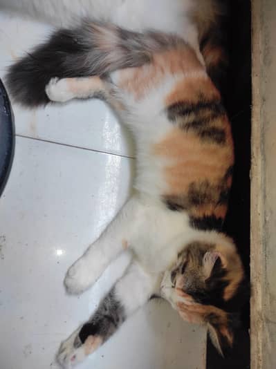 cats calico colors