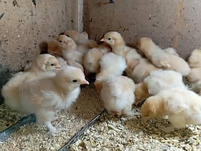 golden buff chicks