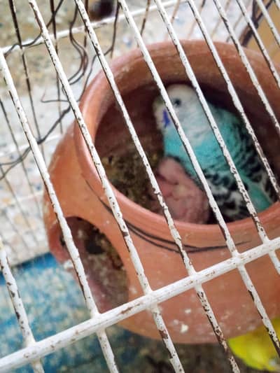 Australian parrots breeder pairs