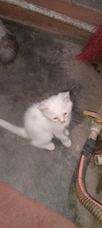 Premium Quality [Breed Name] Kitten/Cat Available For Loving Home