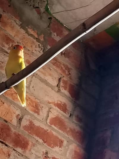 love bird breder male number 03221134671