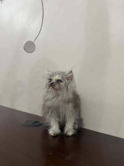 Persian Kittens