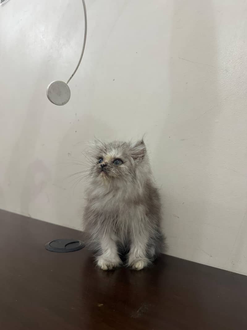 Persian Kittens 0