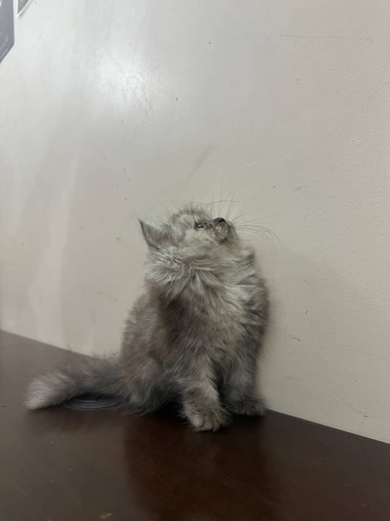 Persian Kittens 1