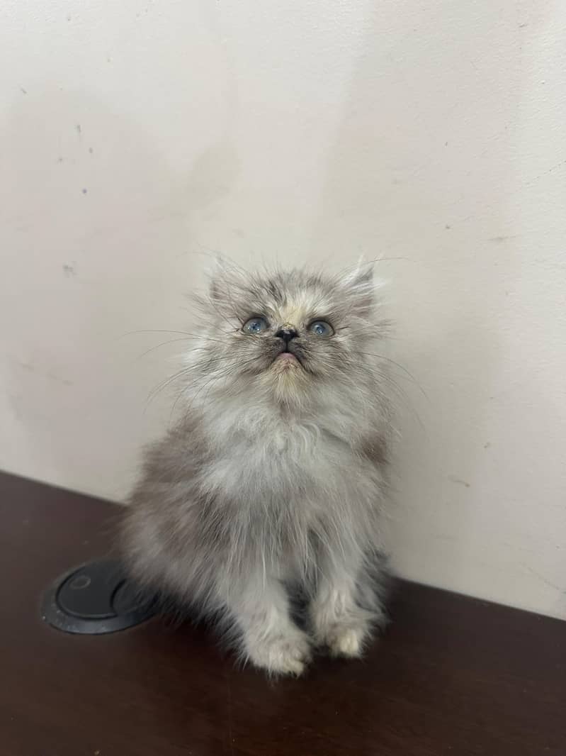 Persian Kittens 2