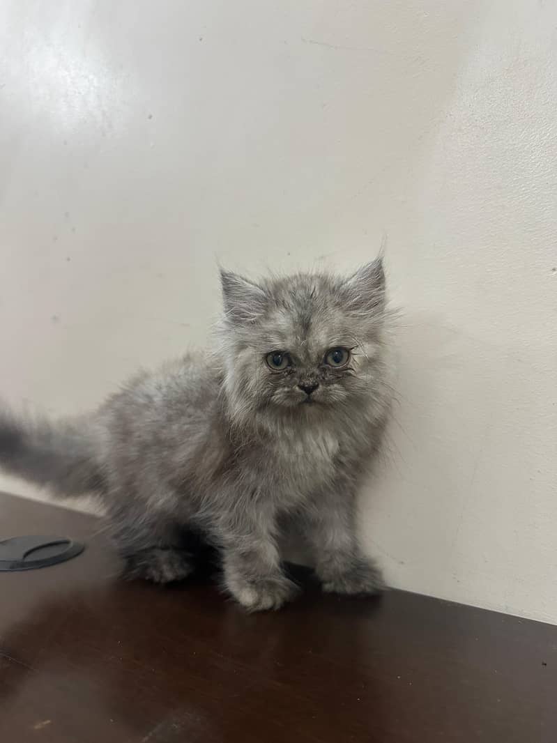 Persian Kittens 3