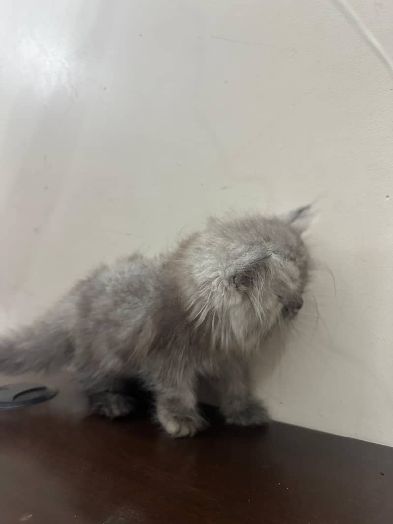 Persian Kittens 4