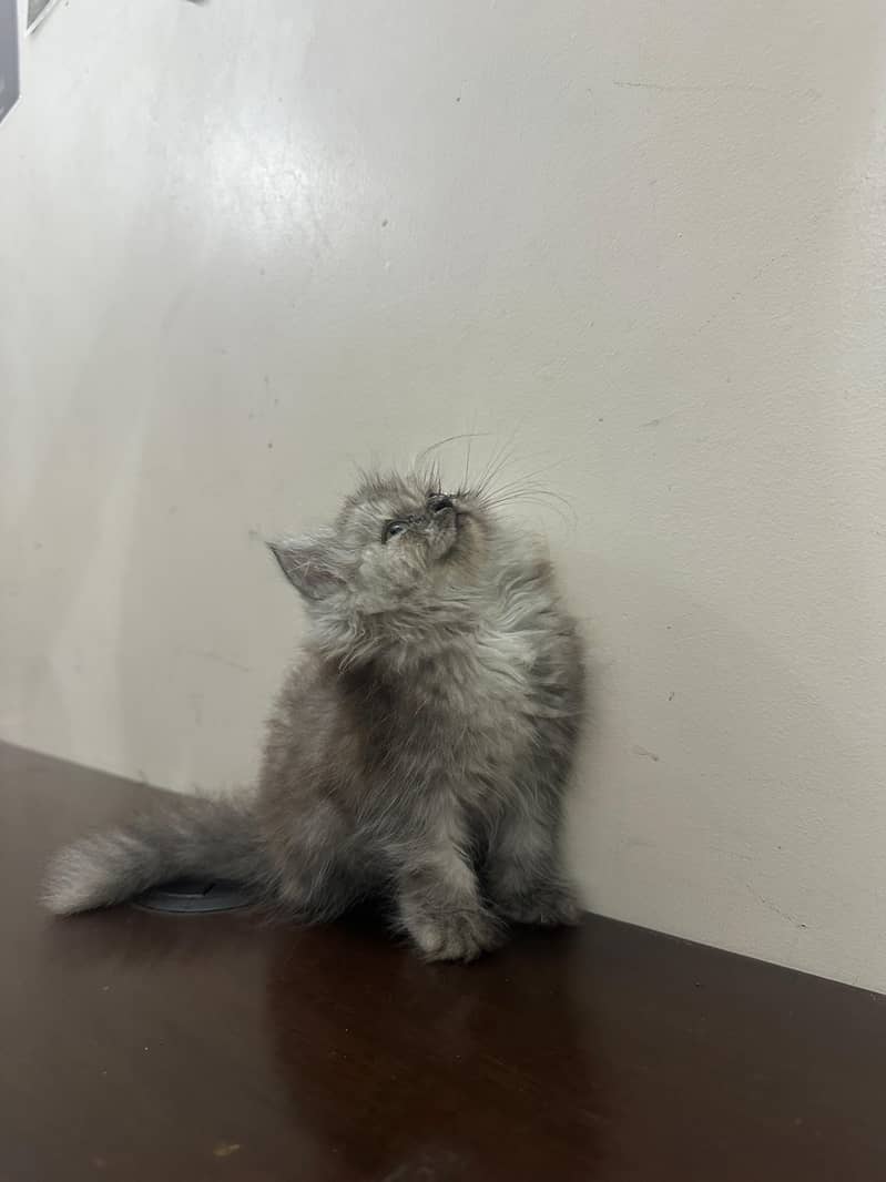 Persian Kittens 5